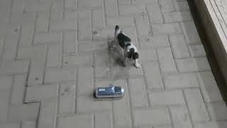 Little cat vs Pepsi  #نتحدى_الملل