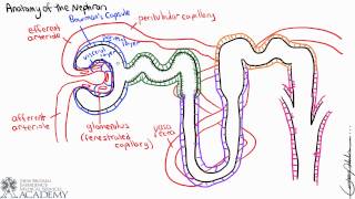 Anatomy of the Nephron