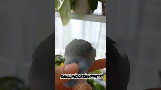 Kendini sevdiren  forpus papağanı #birds #forpuspapagani #forpus #parrot #papagan #shortvideo #reels