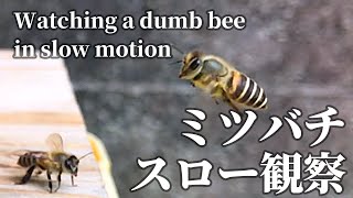 スローで愛でるニホンミツバチ Watching a dumb bee in slow motion.