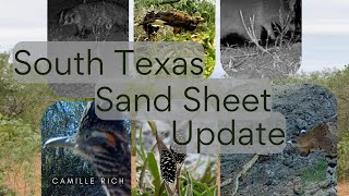 South Texas Sand Sheet