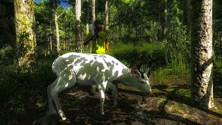 Albino blacktail deer hunt - score 94.9999. theHunterClassic