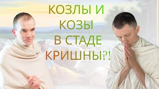 Козлы и козы в стаде Кришны?!