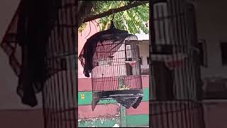 burung sogon hasil ngombyok 2 minggu