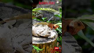 Basilisk on the Move 🦎🌳 | Amazing Lizard Walks Across a Stump