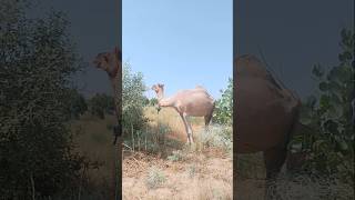 She-camel in desert area #ytshorts #camel #animals #shorts #camellife #camelculture #viral #pet