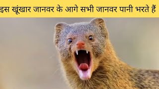 दुनिया का सबसे खतरनाक जानवर जिसके आगे सभी जानवर पानी भरते हैं || #short video