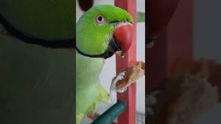 cute parrot eat bread #shorts #short #tiktok #birds #parrot🦜🦜🥖🥖🥐