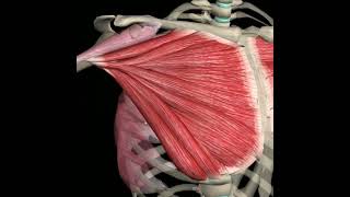 Анатомия. Строение. Грудные мышцы.