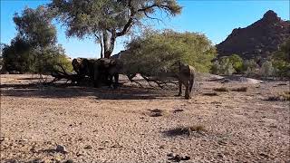 Desert adapted elephants  -   Elefanti del deserto