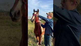 Ratchet Strap Halter? Have you ever forgotten your halter? It’s the worst 🙃 #lifehacks #horsetips