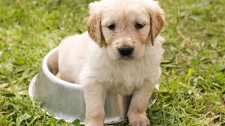 Brushing Your Dog's Teeth - Is It Necessary for Golden Retrievers?