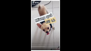 Tại sao chó mừng rỡ hay tè? #thucung #thúcưng #pets #golden #bullphap #nuoithucung #chihuahua