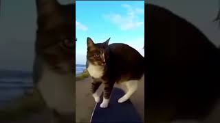 Cat on skateboard #meme #memes #cat