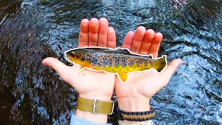 Wild Brown Trout Fishing Local Stream in WINTER