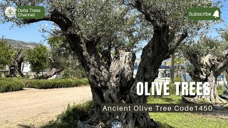 Olive Tree 1450 x Nurseries Delta Trees (Μεγάλες Καλλωπιστικές Ελιές  - Olea europaea)