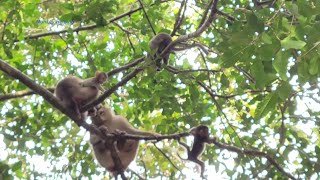 Amazing Baby Monkeys Rainbow and Brady Playing together So Happy Around Mom Rose and Libby💞💕🥰🐒