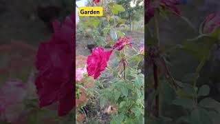 #garden #rose #всебудеукраїна  Flowers in October, 27.10.24