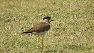 Yellow-wattled lapwing