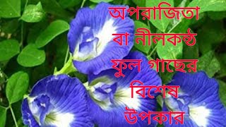 Health Benefits Of Aparajita Flower Plant 🌱 Bangla Tips 💚