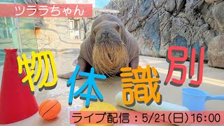 《鳥羽水族館》セイウチ「ツララ」の物体識別トレーニング