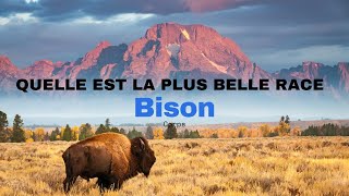 Quelle est la plus belle race de bison