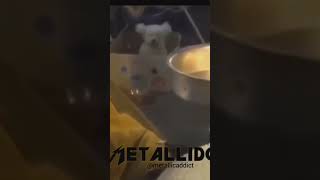 La Risa Es Medicina #humor #memes #risas #viral #tiktok #comedia #videomeme #catlover  #humormeme #a