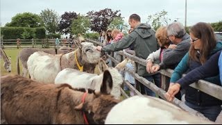 Visit The Donkey Sanctuary in Sidmouth