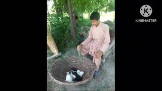 Rabbit 🐇 for sale||Funny Drama||Pets For sale ||Saraiki Drama||Viral Drama