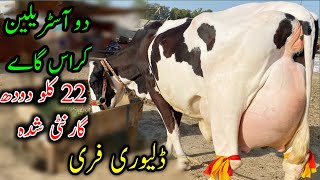 Fresien and Australian cross cow for sel on YouTube|دو فریزن کراس گاے براے فروخت|Gujjar farming tv