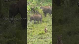 ആനയും മ്ലാവും ഒരു ഫ്രെയിമിൽ #kabini #nagarhole #elephant