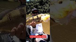 como segurar seu troféu pra foto #pesca #viral #fisgada #shorts #tucunare