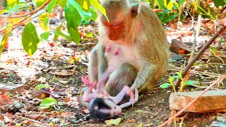 Baby tiny SARIO learn to walk sacking body until felling down - when Mom is not take care milk