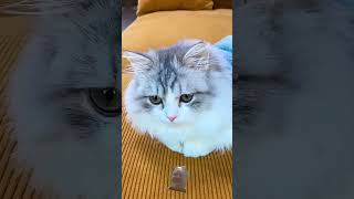 MY CAT GIVE ME GILF TOO 16MILYON #cat #cute #funnycats #funny #animal #viralvideo #tiktok #comedy