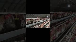 layer hen farm commercial chicken house poultry business layer cage - RETECH Farming