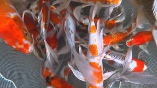 Jumbo Butterfly Koi from NextDayKoi.com