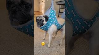 She thinks this more than once a day 😂 #dog #pug #cute #funny #pets #fyp #shorts