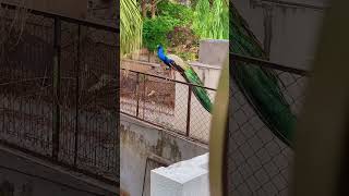 Peacock chilling 😅💥😍.  #reels #shorts #peacock #nature #wildlife