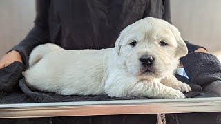 24 day old golden retriever puppies (C&C litter)