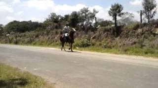 TALISMÃ A F CAVALO MANGALARGA A VENDA EM MONTE MOR SP