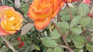 Rosas Y Mas