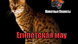 Египетская мау — короткошёрстная, среднего размера порода кошек с пятнистым окрасом.