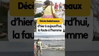 Décès baleineaux : d'hier à aujourd'hui, la faute à l'homme