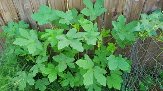 More Okra Growing! 🌱More To Harvest #growyourownfood #enjoygardening #okra