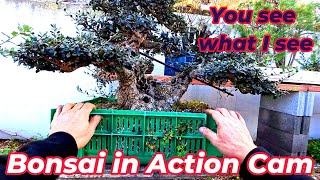 Bonsai in action cam