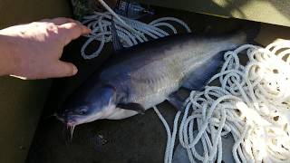 Lake Wylie blue cat in the boat with a surprise