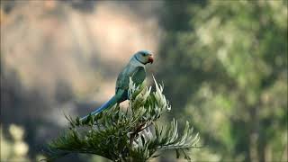 malabar parakeet