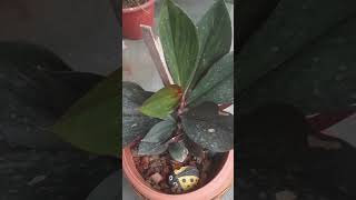 oxblood ginger plant#ornamental plant#like full sunlight#beautiful leaves plant#shorts