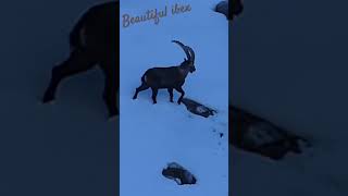 Beautiful ibex in snow / Magnifique bouquetin dans la neige #nature #wildlife #suisse #ibex