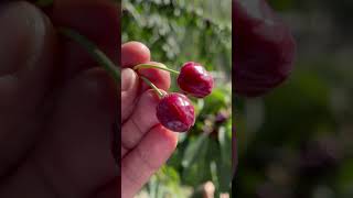 Fresh Cherry Fruit Tree | Cherry Fruit